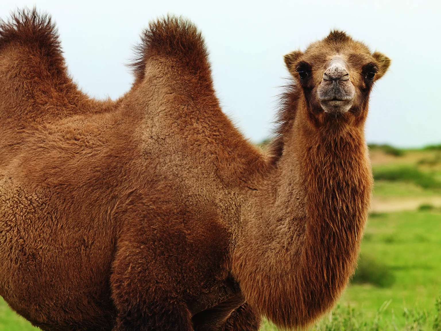 Slaapwijzer_Kameelhaar-dekbed_006 Slaapwijzer_Kameelhaar-dekbed_006